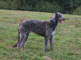 adorable scottish deerhound hunter