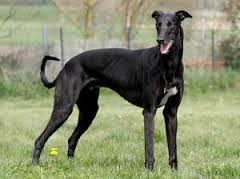 black and white greyhound