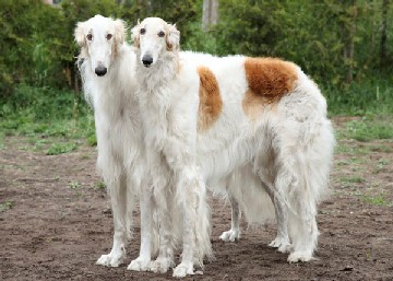 Borzoi-large