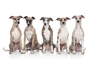 five brindle whippets
