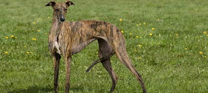 galgo-espanol-bild-www-schanz-fotodesign-de-