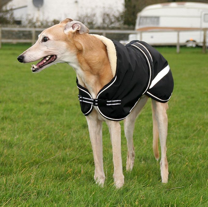 greyhound-coat-sb4