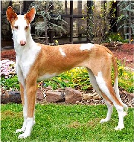ibizan-hound