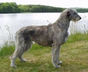irish_wolfhound