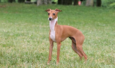 Italian-Greyhound-2-645mk062111