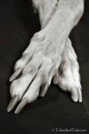 paws