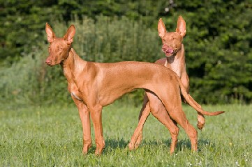 Pharaoh Hound 2