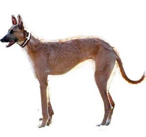 staghound