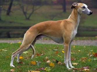 whippet-08