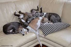 whippet couch stack