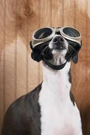 whippet goggles