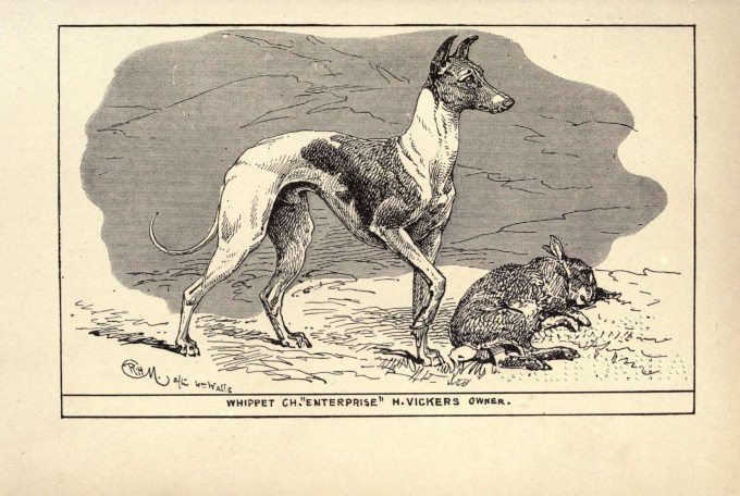 Whippet_BDL