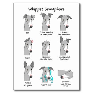 whippet_semaphore_postcard-r9db7d89d808746108518faeda919901f_vgbaq_8byvr_324
