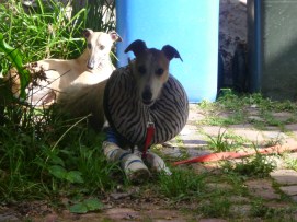 millie and pillow.jpg