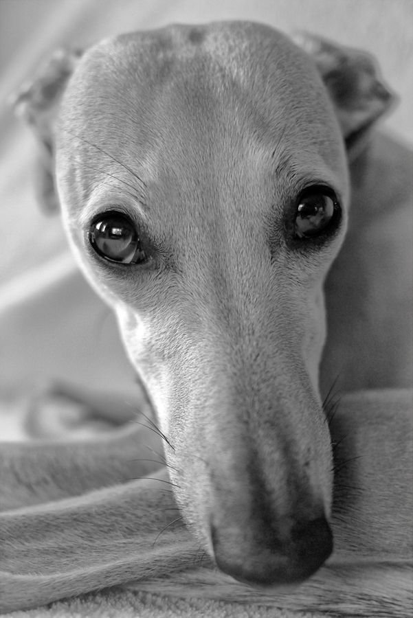 Whippet-love-eyes
