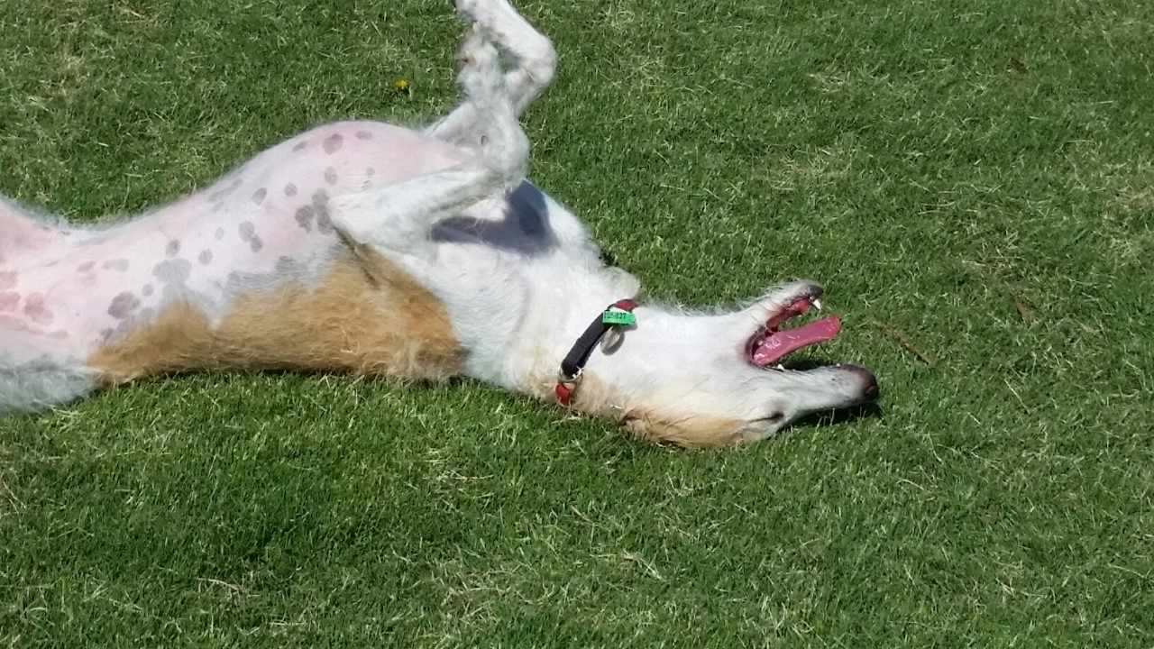 millie-laughing-upside-down