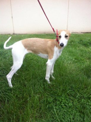 525961_407381885968217_237439307_n