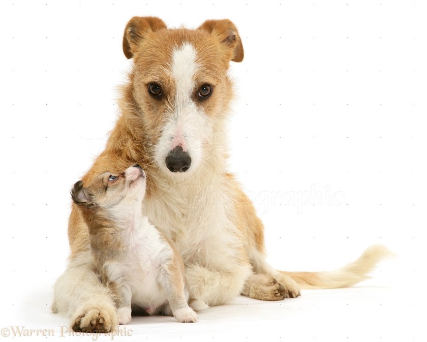 Lurcher Kipling and Chihuahua puppy