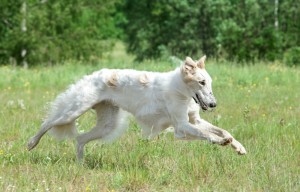 borzoi-running