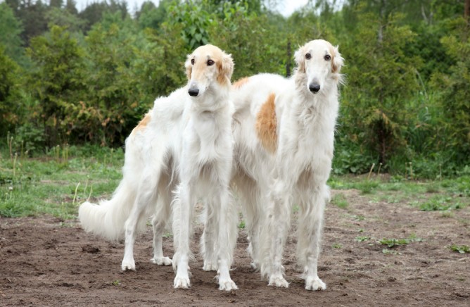 borzoi1-duo