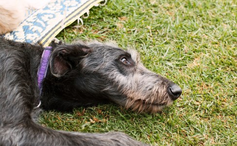 deerhound face