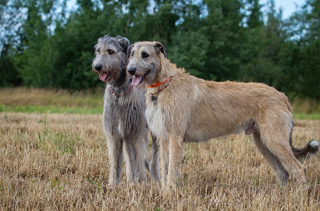 irish-wolfhound duo