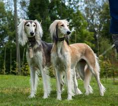 saluki duo grey and tan